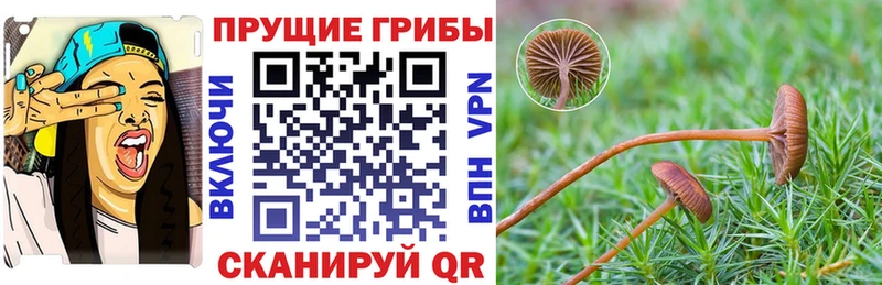 мега как войти купить наркотик Покачи Псилоцибиновые грибы ЛСД